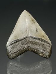 Carcharodon megalodon