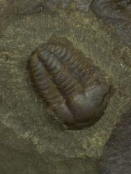 Trilobit Ellipsocephalus hoffi