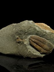 Trilobit Ellipsocephalus hoffi