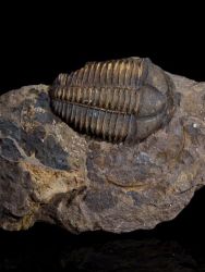 Trilobit Conocoryphe cirina