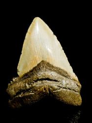 Carcharodon megalodon