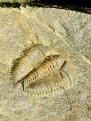 Trilobit Conocoryphe sulzeri