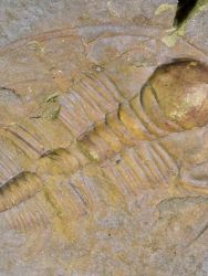 Trilobit Hydrocephalus minor