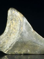 Carcharodon megalodon